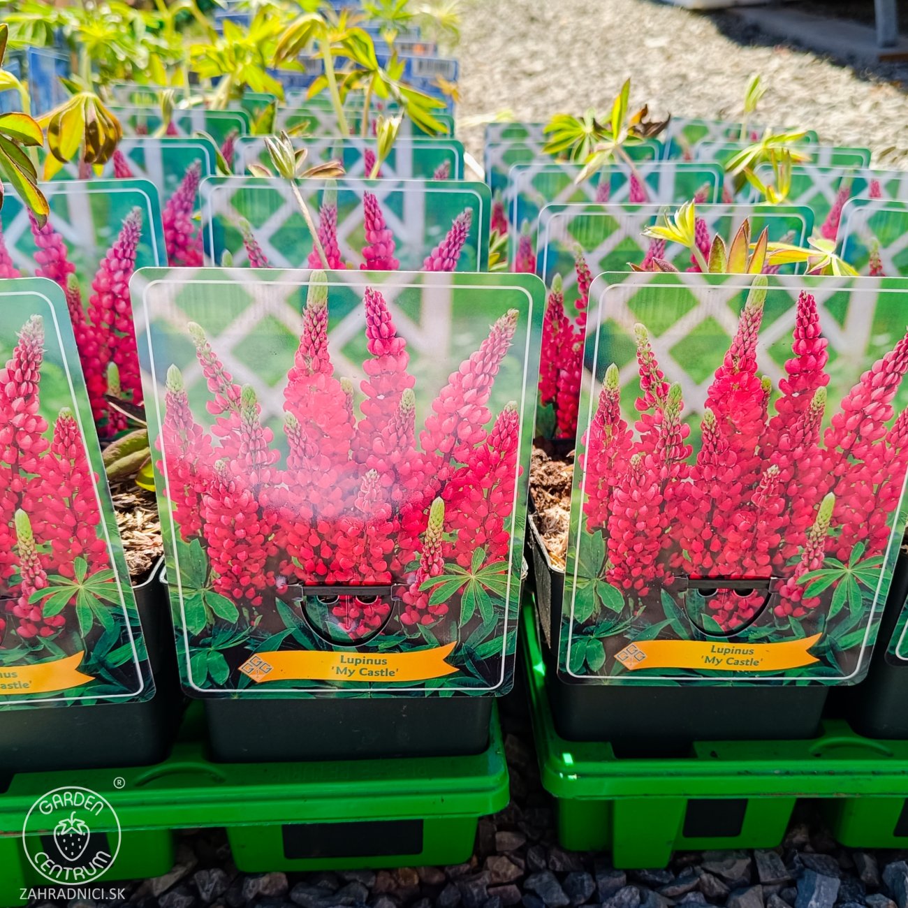 Obrázok Lupina mnoholistá (Lupinus polyphyllus) ´MY CASTLE´ - kont. C1L